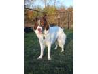 Adopt Enzo a White - with Brown or Chocolate Husky / Border Collie / Mixed dog