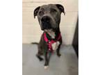 Adopt BENNY BURRITO a Gray/Silver/Salt & Pepper - with White American Pit Bull