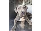 Adopt JAKE a Gray/Silver/Salt & Pepper - with White American Pit Bull Terrier /
