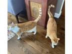 Adopt Jack and Dash a Orange or Red Tabby Domestic Shorthair (short coat) cat in