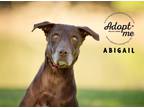 Adopt Abigail a Brown/Chocolate Labrador Retriever / Labrador Retriever / Mixed