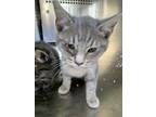 Adopt 49434758 a Gray or Blue Domestic Shorthair / Domestic Shorthair / Mixed