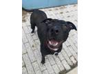 Adopt Kennedy a Black American Pit Bull Terrier / Mixed dog in New Orleans