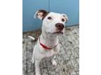 Adopt Nova a White American Pit Bull Terrier / Mixed dog in New Orleans