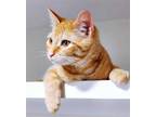 Adopt Jimmy a Orange or Red Domestic Shorthair / Domestic Shorthair / Mixed cat