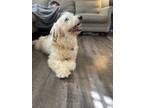 Adopt Toby a White - with Brown or Chocolate Dachshund / Shih Tzu / Mixed dog in