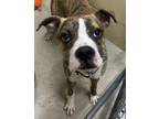 Adopt French Fry a Boxer / Mixed dog in Sheboygan, WI (33688975)