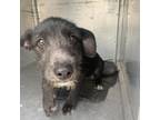 Adopt Parma a Black Schnauzer (Standard) / Mixed dog in Edinburg, TX (33688938)