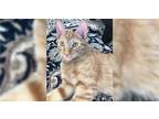 Adopt Trouble a Orange or Red Domestic Shorthair / Mixed cat in Los Angeles