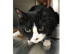 Adopt Sylvester a Domestic Shorthair / Mixed cat in Covington, GA (33687495)