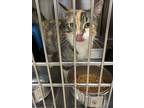 Adopt 12134 a Domestic Shorthair / Mixed cat in Covington, GA (33689062)