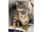 Adopt Edith (bonded w/Michelle) a Brown Tabby Domestic Shorthair / Mixed cat in