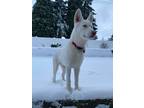 Adopt Max a White Husky / Mixed dog in Seatac, WA (33688893)