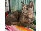 Adopt Leslie 22227 a Calico or Dilute Calico Domestic Shorthair / Mixed cat in