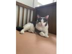 Adopt Albus a Gray or Blue (Mostly) Domestic Shorthair / Mixed (short coat) cat