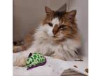 Adopt Bo a Brown or Chocolate Domestic Longhair / Mixed cat in Novelty