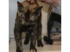 Adopt Lola a Brown or Chocolate Domestic Shorthair / Mixed cat in Novelty
