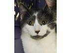 Adopt Thunder a Domestic Shorthair / Mixed (short coat) cat in Novato