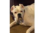 Adopt Cobalt a White Boxer / Mixed dog in Elmendorf, TX (33688994)