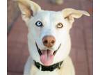 Adopt Dobby a Tan/Yellow/Fawn Siberian Husky / Labrador Retriever / Mixed dog in