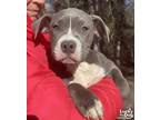 Adopt Valentine a Gray/Silver/Salt & Pepper - with White Pit Bull Terrier /