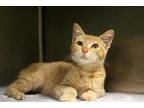 Adopt Gimpy a Orange or Red Manx / Domestic Shorthair / Mixed cat in Longview