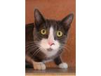 Adopt Blue a Domestic Shorthair / Mixed cat in Albuquerque, NM (33688639)