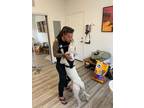 Adopt Giorgio a Labrador Retriever / Pit Bull Terrier dog in Tampa