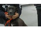 Adopt 49435265 a Black American Pit Bull Terrier / Mixed dog in Los Lunas