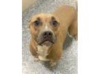 Adopt 011822 Scrappy-Doo a Tan/Yellow/Fawn American Pit Bull Terrier / Mixed dog
