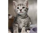 Adopt Cheeseburger a Domestic Shorthair / Mixed cat in Salisbury, MD (33688607)