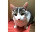 Adopt 22-01-0165 Brogan a Domestic Shorthair / Mixed (short coat) cat in Dallas
