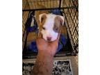 Adopt Amor a White - with Tan, Yellow or Fawn American Pit Bull Terrier / Mixed