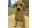 Adopt Craisin a Tan/Yellow/Fawn Retriever (Unknown Type) / Mixed dog in