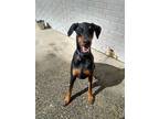 Adopt Cain a Black - with Tan, Yellow or Fawn Doberman Pinscher / Mixed dog in