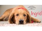 Adopt Ingrid a Red/Golden/Orange/Chestnut Golden Retriever / Mixed dog in Tampa