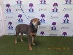 Adopt a Brown/Chocolate - with Tan Catahoula Leopard Dog / Mixed dog in Orlando