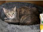 Adopt ZINNIA a Brown or Chocolate (Mostly) Domestic Shorthair / Mixed (short