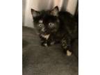 Adopt Jamberry a All Black Domestic Shorthair / Mixed cat in Merriam