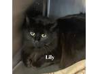 Adopt Lilly a All Black Domestic Mediumhair / Mixed cat in Madisonville
