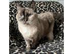 Adopt Lizzie a Gray or Blue Siamese / Mixed cat in Franklin, TN (33688218)