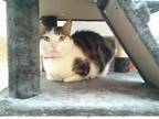 Adopt KAT a Brown or Chocolate Domestic Mediumhair / Mixed (medium coat) cat in