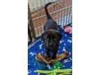 Adopt Ariel a Black Border Collie / Labrador Retriever / Mixed dog in Richmond