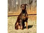 Adopt Megan a Red/Golden/Orange/Chestnut Doberman Pinscher / Mixed dog in Fort