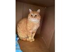 Adopt Peach a Orange or Red Domestic Shorthair (short coat) cat in Salem