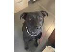 Adopt Rosemary a Black Labrador Retriever / Mixed dog in Springfield