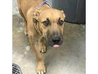 Adopt Chicago a Tan/Yellow/Fawn Labrador Retriever / Mixed dog in Greenville