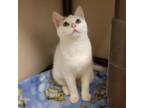 Adopt Lady a White Domestic Shorthair / Mixed cat in Ballston Spa, NY (33688057)