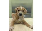Adopt Thicken Nugget a Tan/Yellow/Fawn Retriever (Unknown Type) / Mixed dog in