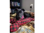 Adopt Pippa a Black Labrador Retriever / Pit Bull Terrier / Mixed dog in
